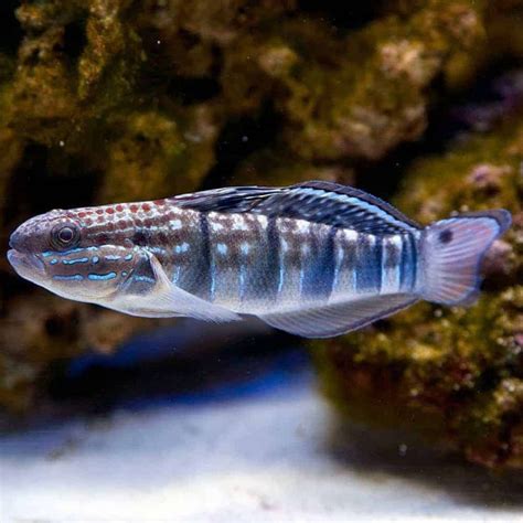 Dragon Sleeper Goby Amblygobius Phalaena Fish Pet Saltwater
