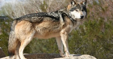 Mexican Wolf Pets