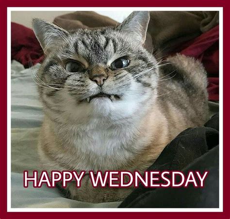 75 Best Happy Wednesday Images On Pinterest