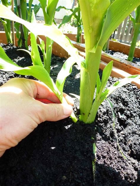 Start To Grow Top Tips For Growing Sweet Corn