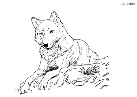 Find high quality peter coloring page, all coloring page images can be downloaded for free for personal use only. Wolves coloring pages » Free & Printable » Wolf coloring ...