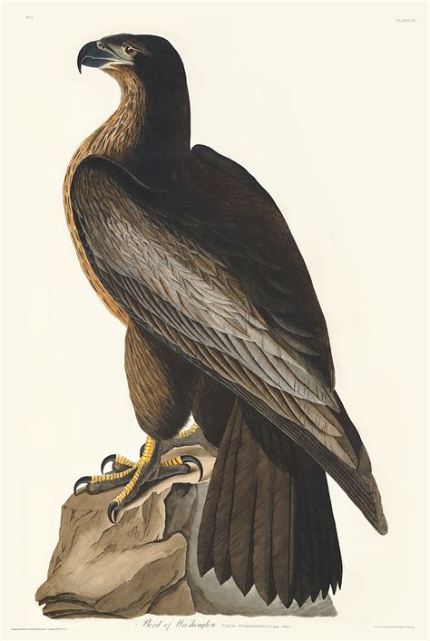Audubon 011 Bird Of Washington Special Edition Of The Birds Of America