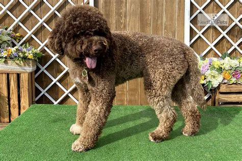 It makes a great family pet and an even better companion dog. Lagotto Puppies : Lagotto Romagnolo puppy for sale near ...