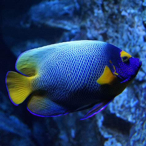 Blueface Angelfish Adult