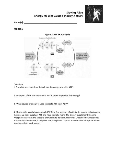 Recall that two molecules of atp are formed during glycolysis. Answer Key Atp Adp Cycle Worksheet Answers - Decorating Ideas