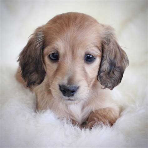 Welcome to dachshund star, puppies with the sweetest face and coat; Blue Long Haired Miniature Dachshund - Goldenacresdogs.com