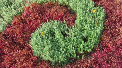 15 Best Evergreen Ground Cover Plants In 2020 Evergreen