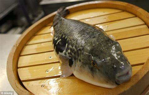 Five Japanese Men Poisoned By Puffer Fish After Eating Highly
