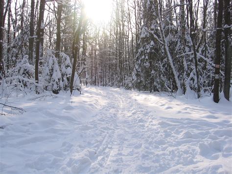FileŁagiewniki Forrest In Winter Wikimedia Commons