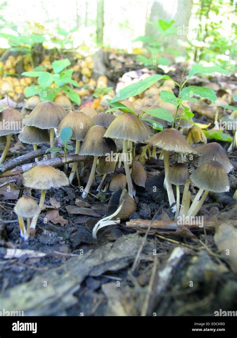 Wild Psilocybin Mushrooms All Mushroom Info