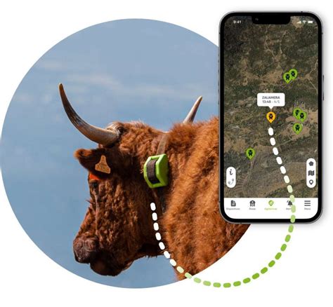Cattle Gps Cattle Tracker Tracking And Monitoring Livestock