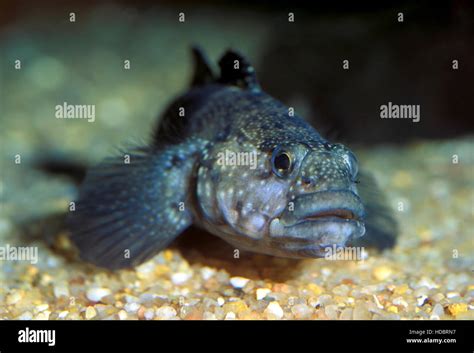 Black Goby High Resolution Stock Photography And Images Alamy