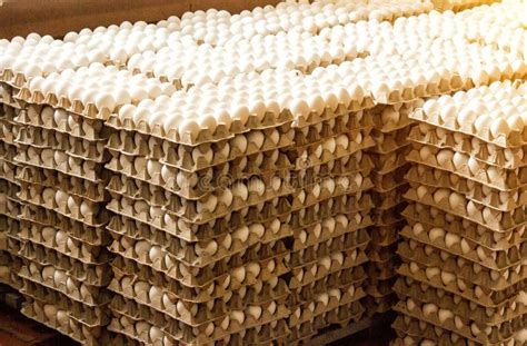 A Lot Of Chicken Eggs In The Trays Sorting Of Chicken Eggs Chicken