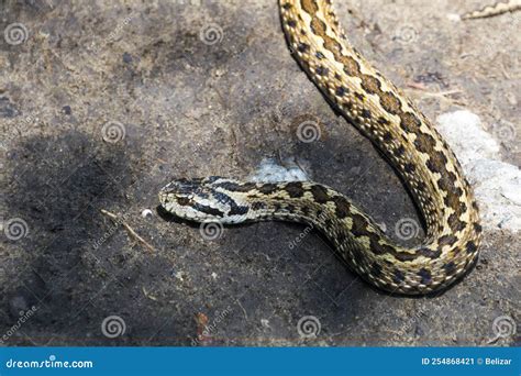 Hungarian Meadow Viper On The Ground On A Sunny Day Stock Image Image