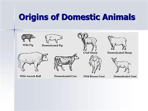 Ppt Domestication Of Animals Powerpoint Presentation Free Download