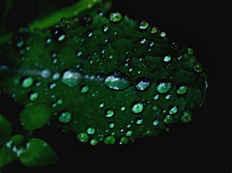 Wallpaper Water Rain Green Wet Pen Dew Olympus Leaf Drop