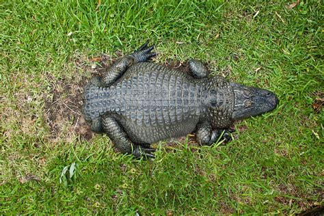 American Alligator Alligator Mississipiensis Without A Tail Rests On