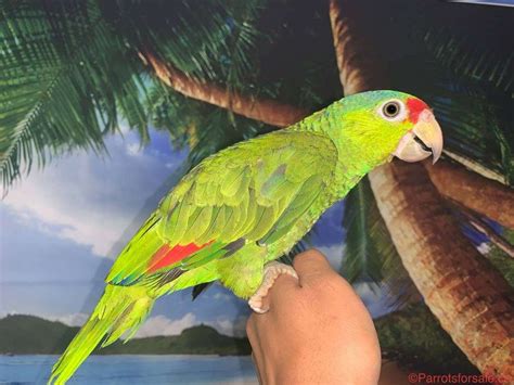 Beautiful Handfed Baby Red Headed Amazon Parrot