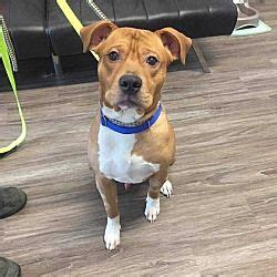 Anyone interested in adopting a new pet from second chance will be asked to complete an application. Available pets at Second Chance Rescue in Whitestone, New ...