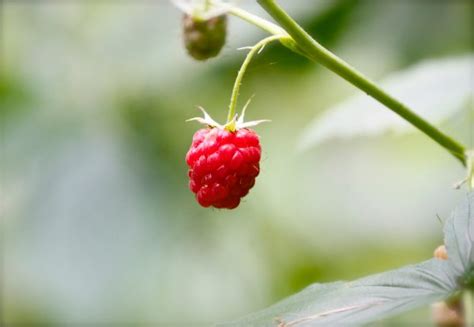 Rincer les fruits dans une passoire. Comment cultiver des framboises dans votre jardin ? Mon ...