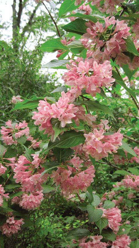 Aug 09, 2018 · the following are a few native trees that are not necessarily the first recommended when you ask for a shade tree suggestion, but that doesn't mean they're not wonderful choices. Jitsuko's Gold | Florida plants, Florida flowers, Shade plants