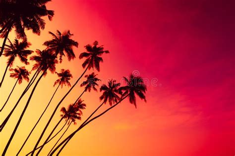 Coconut Palm Trees Silhouettes On Tropical Beach With Colorful Sunset