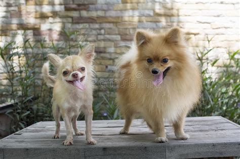 Selective Focus On Small Body Brown Chihuahua Dog Stock Photo Image