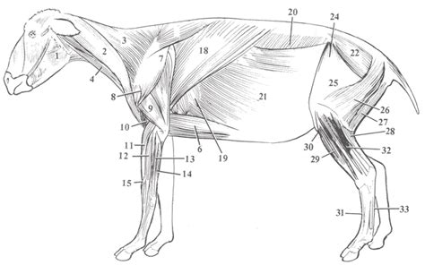 Domestic Sheep Muscle Anatomy