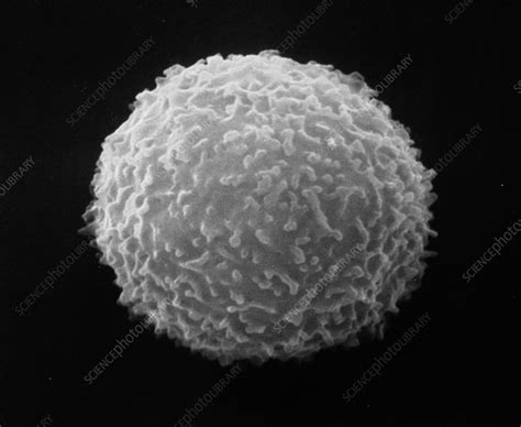 Sem Of Normal White Blood Cell Stock Image P2480067 Science
