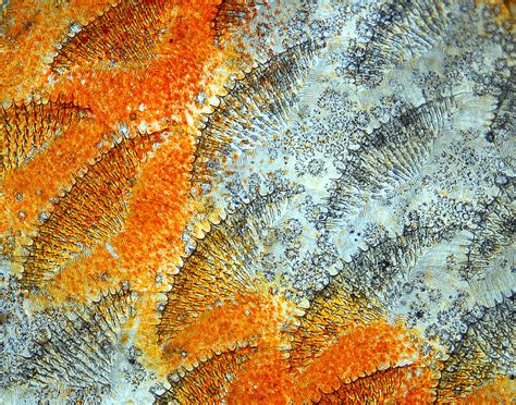 Discus Fish Scales 2009 Photomicrography Competition Nikons Small