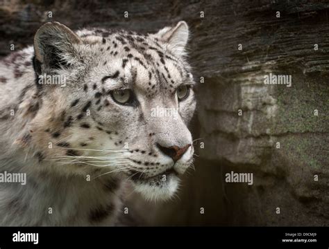 Male Snow Leopard Face Shot Stock Photo Alamy