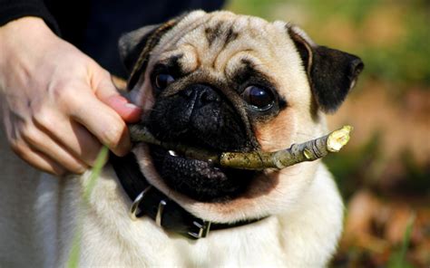 Drag and drop file or browse. Pug Dog Best HD Wallpapers 2013 ~ All About HD Wallpapers