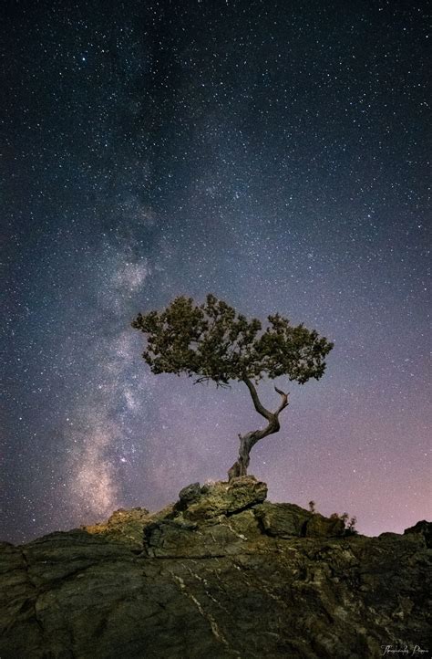 ~~vertical Milky Way And A Lone Tree By Thrasivoulos