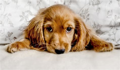 Dogs Evolved Their Sad Puppy Eyes To Communicate With Humans Extraie
