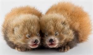 Adorable Pictures Of The Moment Two Tiny Baby Red Pandas Born At