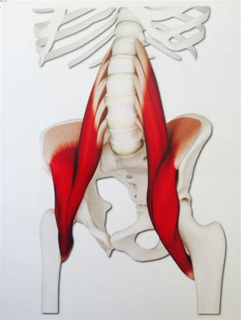 Is it nerve, muscle, or joint? Hip-flexors Triangles Solve Your Problems - Tennis Fitness & Plant-Based Performance