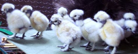 Showgirl Silkie Chicks Silkies Hatching Eggs Chicks