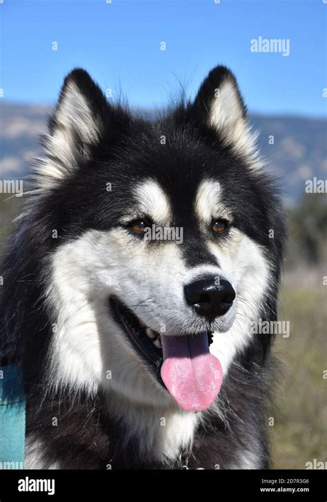 Beautiful Black And White Fluffy Alaskan Malamute Dog Stock Photo Alamy