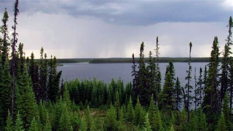 Quebecs Boreal Forest May Be Unaltered By Climate Change Ctv News