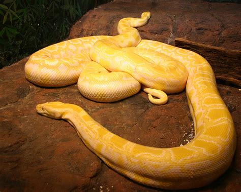 And I Think To Myselfwhat A Wonderful World Creature Feature Return Of The Burmese Pythons