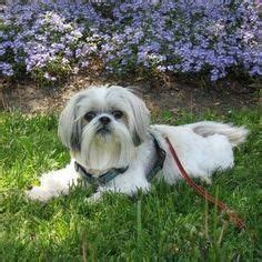 It was love at first sight. Daring dog training for obedience Add your comment | Shih ...