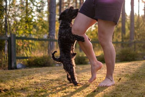 Best Humping Stock Photos Pictures And Royalty Free Images Istock