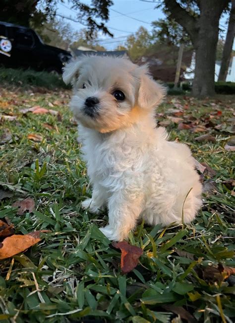 Maltese puppies and small breed dogs for sale in ashland va. Maltipoo puppy 2019 Johnsonsjewels.webs.com Maltipoo puppies in va Malti-poo puppies Virginia ...