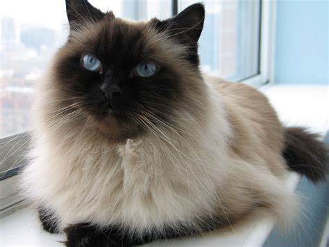 Himalayan Cat Image Biological Science Picture Directory