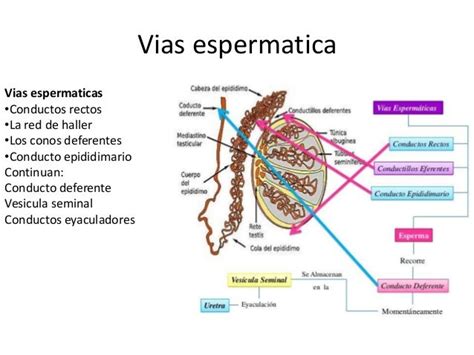 Conductos Espermaticospptxcx