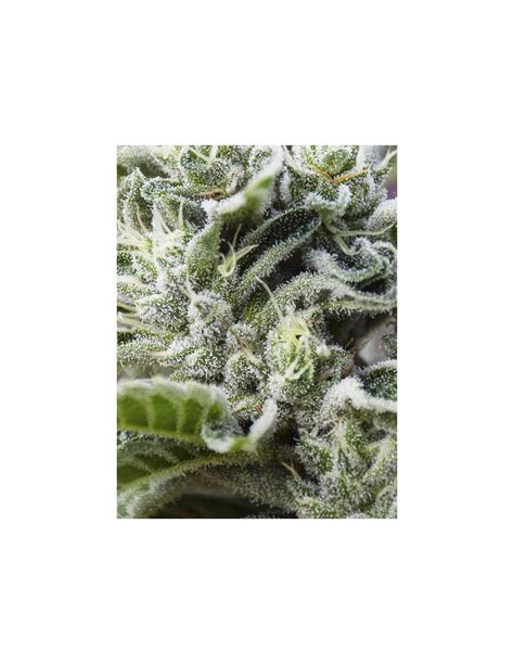 Buy Gorilla Candy From Eva Seeds Oaseeds