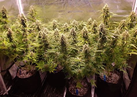 Can I Top An Auto Flowering Cannabis Plant Grow Weed Easy