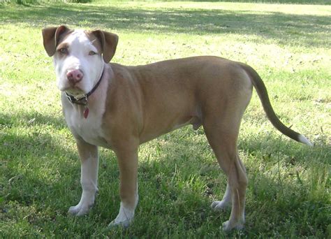 American Pit Bull Terrier Dog Breed Everything About The Pit Bull
