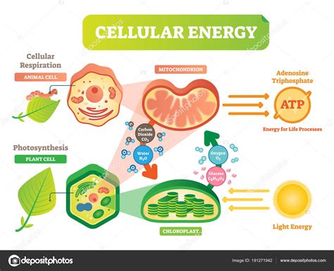 Picture Plant And Animal Cell Animal And Plant Cell Energy Cycle