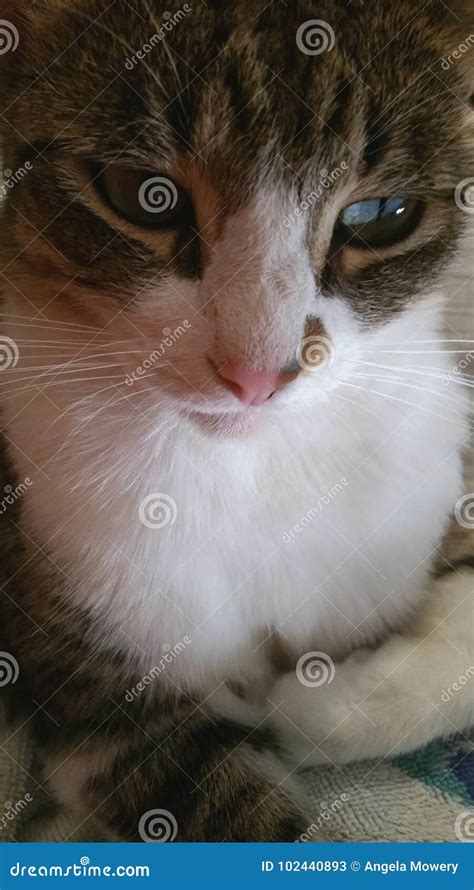 Beautiful Cat With Green Eyes Stock Image Image Of Beautiful Green